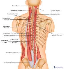 They start at the top of the neck and go down to the tailbone. Muscle Anatomy Neck Anatomy Drawing Diagram