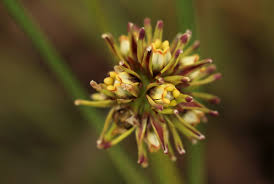 Image result for Periglossum mackenii