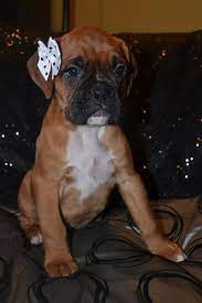 They are designed for the pets with the short hair. Bows For Dogs With Short Hair Online