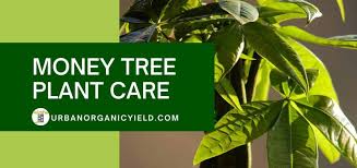 This air purifying plant is one of the best plants to energize the house by filtering air and increasing oxygen flow. Guide On Money Tree Plant Care Pachira Aquatica Urbanorganicyield Com