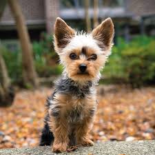 Image result for white yorkshire terrier