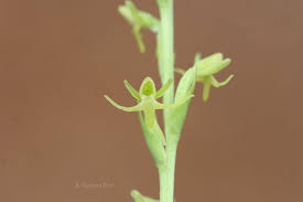 Image result for Habenaria peristyloides