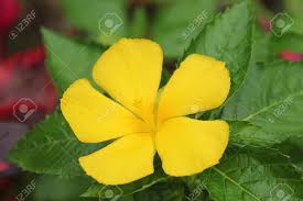 Image result for Turneraceae