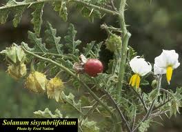 Image result for Solanum sisymbriifolium