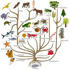 Artificial selection, breed, chromosome, evolution, fitness, genotype, mutation, natural fill gizmos natural selection answers: Darwin Natural Selection Unweaving The Rainbow