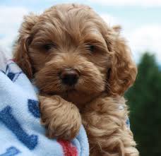 Puppies have arrived… ready to go home in july and august…check out the puppy pictures on the upcoming litters page. Puppies Available At Fernridge Labradoodles Labradoodle Labradoodle Dogs Puppies