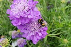 Image result for Scabiosa
