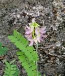 Image result for Aeschynomene pawekiae