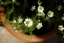 A quick guide to how i grow and harvest my chamomile blooms for tea. Can I Grow Chamomile Indoors Tips On Growing Chamomile Indoors