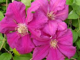 Check spelling or type a new query. Clematis Ernest Markham Brushwood Nursery Clematis Specialists