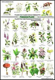 Poisonous Plants Remember If They Re Poisonous To People They Re Most Likely Poisonous To Animals Too Cookingwh Edible Wild Plants Poisonous Plants Plants