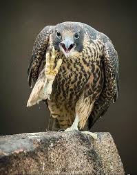 99 Mewe The Next Gen Social Network Peregrine Falcon Raptors Bird Peregrine