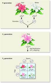 It is the phenomenon where dominant alleles do not completely express itself. Incomplete Dominance In The Four O Clock Plant Biology Forums Gallery