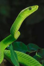 Kobe briant wird im übrigen ebenfalls „black mamba nach dieser. Green Mamba Giftschlangen Schlangen Giftschlange