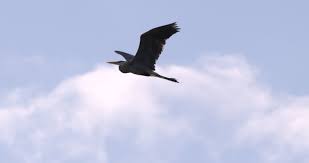 Make sure this fits by entering your model number. Great Blue Heron Flying In Stock Footage Video 100 Royalty Free 9957437 Shutterstock