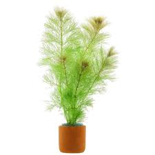 Image result for Limnophila indica