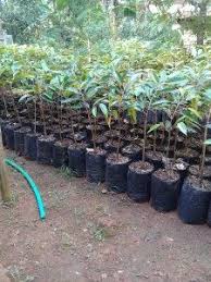 Detail produk durian musang king. Jual Bibit Durian Musang King Kualitas Unggulan