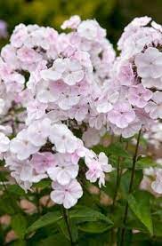 Phlox Paniculata Monica Lynden Bell Phlox Flowers Beautiful Flowers Flower Garden