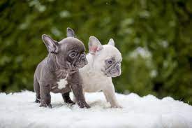 I work together with my mom anna to raise beautiful, socialized, and healthy french bulldog puppies. Two Of My Home Bred And Hand Raised French Bulldog Puppies Chocolate And Vanilla Bulldog Puppies French Bulldog Puppies French Bulldog