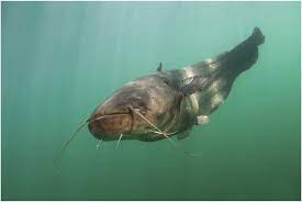 The score is simple to use and provides clear cutoffs for the predicted probability of pulmonary embolism. Wels Catfish Silurus Glanis Photo By Filip Staes Http Download Scientific Diagram