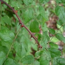 Image result for Zanthoxylum sp. A