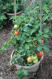 A best watering practice is to water plants in the morning to provide moisture all day and enable the foliage to dry. Fs678 Growing Tomatoes In The Home Garden Rutgers Njaes