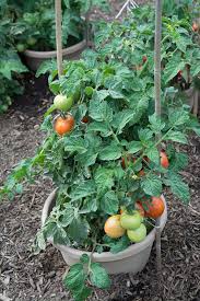 How far apart to plant tomatoes in a raised bed. Fs678 Growing Tomatoes In The Home Garden Rutgers Njaes
