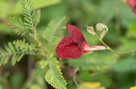 Image result for Macrotyloma ellipticum