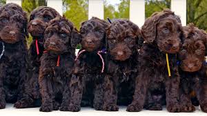 Labradoodle riverside, f1 3 boys 3 girls every puppy will go with a puppy package including as well as obtaining first set of shots, shot record, dewormed already, a bag of puppy food, toys, bowls, blanket, potty pads. Top 12 Labradoodle Facts What Labradoodle People Need You To Know