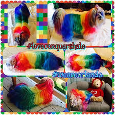 Opawz Pet Hair Dye Grooming By Pawz N Klawz Creative Grooming Awards Gifts Creative Jobs