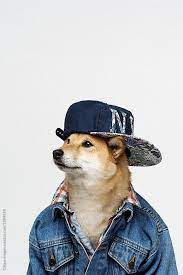 Mister Rapper Portrait Of Charming Dog Wearing Stylish Denim Jacket And Hip Hop Cap Against White Background By Clique Images For Dog Wear Shiba Inu Cute Dogs