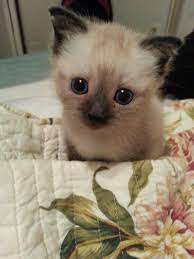 vic my sweet kitten man puppies and kitties kitten cat lady starter kit