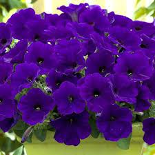 Trilogy Blue Trailing Petunia Annual Flowers Flower Seeds Petunias