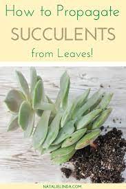 How To Propagate Succulents From Leaves So You Can Multiply Your Succulent Collection Natalie Linda Propagate Succulents From Leaves Propagating Succulents Planting Succulents Indoors