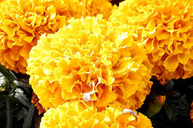 Check spelling or type a new query. Flower Names And Origins