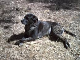 Cancer affects dogs in the same way that it affects humans: Dog Nasal Cancer Treatment Alternative And Holistic Research Home Facebook