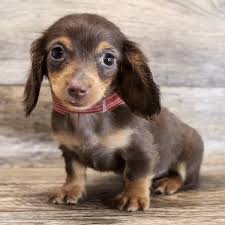 Check spelling or type a new query. Dapple Dachshund Puppies For Sale Dachshunds For Sale 500