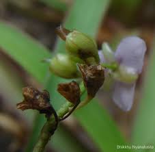 Image result for Murdannia simplex