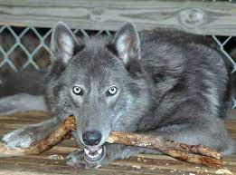 18 Blue Dogs Ideas Dogs Puppies Dog Breeds