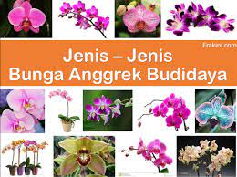 Foto gambar bunga anggrek yang cantik tanaman bunga anggrek yang tumbuh dengan cantik memang kebanyakan wanita menyukai nya. 20 Jenis Bunga Anggrek Khas Indonesia Ini Cocok Untuk Budidaya