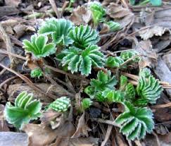 Image result for Alchemilla ellenbeckii
