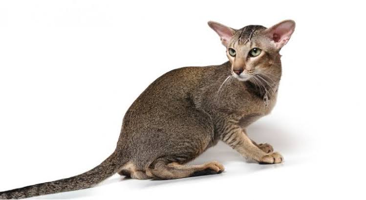 Oriental Shorthair Cat Breed: Size, Appearance & Personality