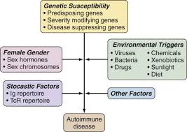 Image result for Autoimmunity