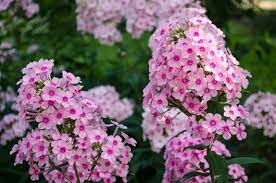 After all, these delicate flowers in their decoration are in the first place in popularity among other perennials soil. Splitting Phlox Plants How And When To Divide Phlox In The Garden