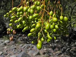 But, you can take a proactive approach to manage the spread of this by removing any of your juniper trees that sit a few hundred feet or less from your fruit trees. White Cedar Lookandsee