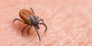 Tick species and the threats they pose a guide to identifying and preventing various tick species. Deer Tick Bite How To Identify And Treat It