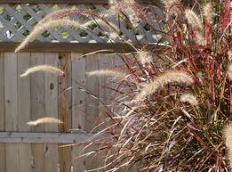 We did not find results for: Ornamental Grasses University Of Florida Institute Of Food And Agricultural Sciences