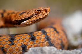 Asp Viper Vipere Aspic Vipera Aspis In 2020 Reptilien Terrarien