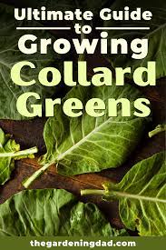 6 Quick Tips How To Grow Collard Greens The Gardening Dad Vertical Vegetable Gardens Collard Greens Indoor Vegetable Gardening