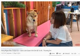 Cậu vàng lấy cảm hứng từ những tác phẩm văn học của nhà văn nam cao. Báº¥t Ngá» Vá» Chu Cho Shiba Trong Phim Cáº­u Vang Tá»« Má»™t Chu Cho Bá»‹ Tá»± Ká»· Hay Cáº¯n Ä'áº¿n Má»™t Diá»…n Vien 4 Chan Duy Nháº¥t Tren Man áº£nh Viá»‡t Ä'Æ°á»£c